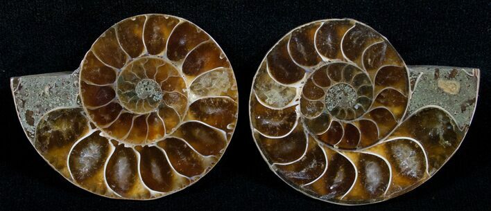 Small Desmoceras Ammonite Pair - #5943
